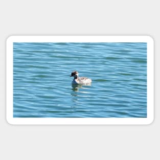 Horned Grebe Sticker